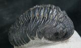 Bargain Phacops Trilobite From Morocco - #7955-2